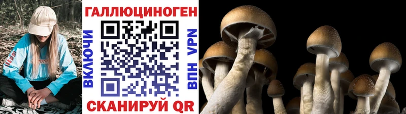 OMG зеркало  Москва  Галлюциногенные грибы Psilocybe 